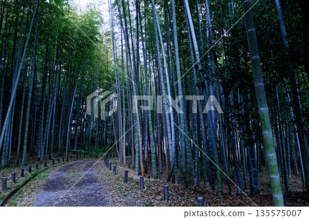 冬天的毛竹林 冬天的毛竹林 135575007