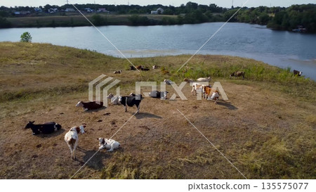 Aerial view of a herd of cows grazing on a green hill by the river. Aerial view of a herd of cows grazing on a green hill by the river. 135575077