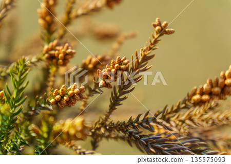 雪松花穗即將釋放花粉 雪松花穗即將釋放花粉 135575093