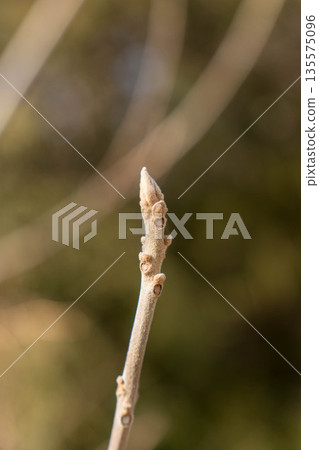 Tightly closed buds waiting for spring Tightly closed buds waiting for spring 135575096