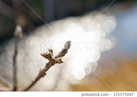 Tightly closed buds waiting for spring 135575097