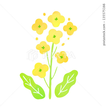 Rape blossoms illustration Rape blossoms illustration 135575166