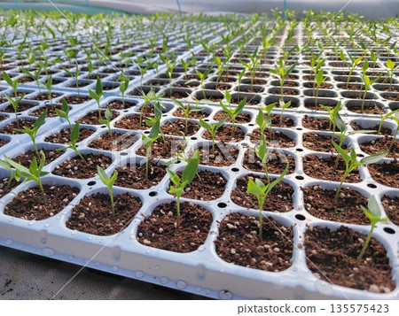 Close-up of Young Green Seedlings Sprouting in White Trays Within a Sunlit Greenhouse, Representing the Vitality of New Growth Close-up of Young Green Seedlings Sprouting in White Trays Within a Sunlit Greenhouse, Representing the Vitality of New Growth 135575423