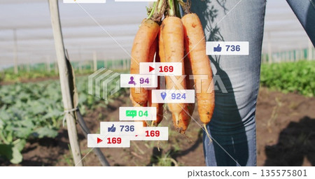 Displaying mature woman holding fresh carrots in vegetable field, with social media overlays Displaying mature woman holding fresh carrots in vegetable field, with social media overlays 135575801