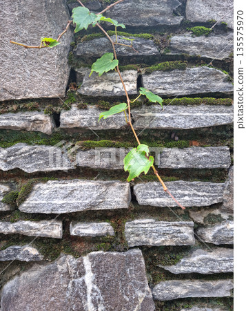 It's a stone wall and ivy. It's a stone wall and ivy. 135575970