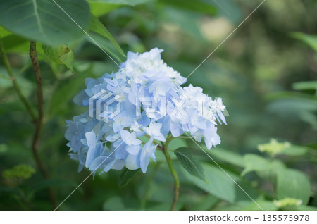 淺藍色繡球花 淺藍色繡球花 135575978