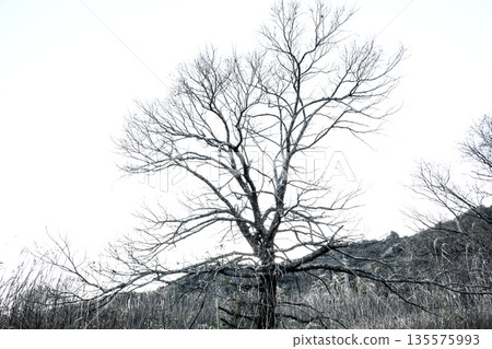 Winter Trees Encircling the Swamp: A Quiet Outline of the Trees Winter Trees Encircling the Swamp: A Quiet Outline of the Trees 135575993