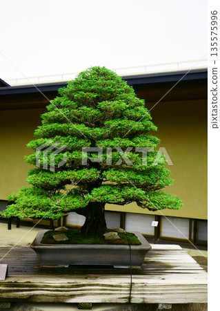 9643 Bonsai Tsuyama Cypress 9643 Bonsai Tsuyama Cypress 135575996