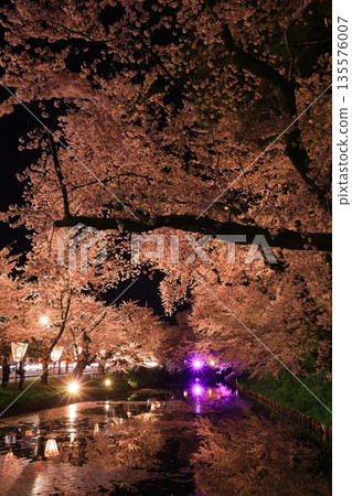 櫻花在晚上 135576007