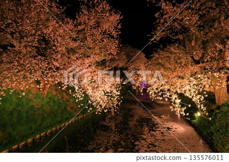 Cherry blossoms at night Cherry blossoms at night 135576011