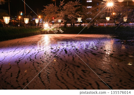Cherry blossoms at night Cherry blossoms at night 135576014