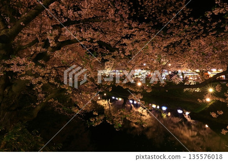 Cherry blossoms at night Cherry blossoms at night 135576018