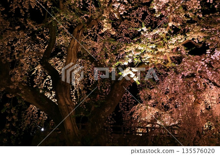 Cherry blossoms at night Cherry blossoms at night 135576020