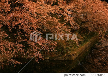 櫻花在晚上 135576055