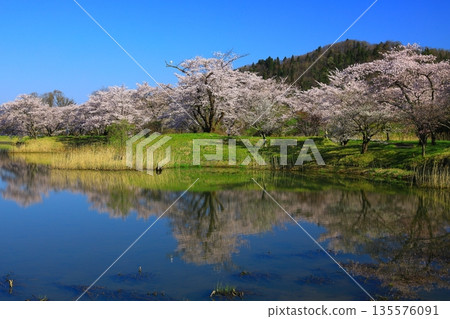 Cherry blossoms in full bloom shining in the blue sky Cherry blossoms in full bloom shining in the blue sky 135576091