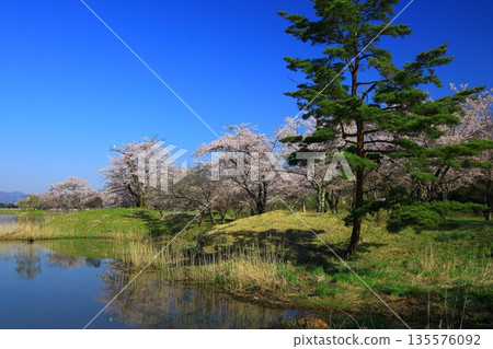 Cherry blossoms in full bloom shining in the blue sky Cherry blossoms in full bloom shining in the blue sky 135576092