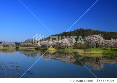 Cherry blossoms in full bloom shining in the blue sky Cherry blossoms in full bloom shining in the blue sky 135576096