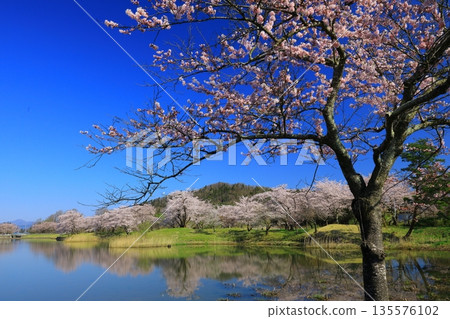 Cherry blossoms in full bloom shining in the blue sky Cherry blossoms in full bloom shining in the blue sky 135576102