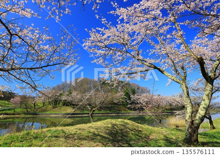 Cherry blossoms in full bloom shining in the blue sky Cherry blossoms in full bloom shining in the blue sky 135576111