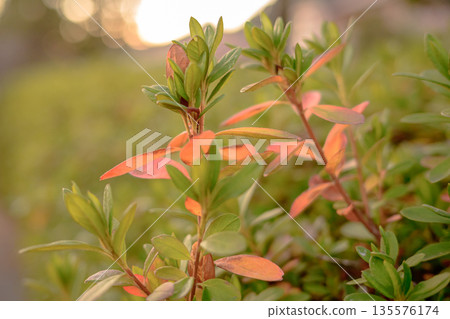 冬日暖陽下，樹葉漸漸褪色──色彩悄然消逝的瞬間 135576174