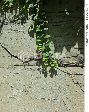 It's a cement wall and ivy. 135576284