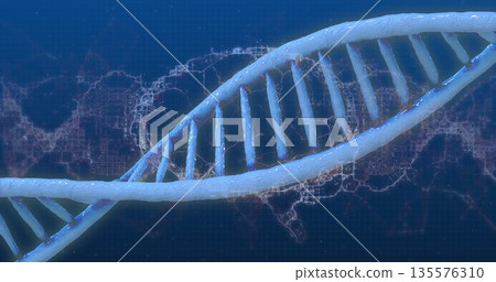 Displaying translucent DNA double helix model floating in lab simulation over blue grid Displaying translucent DNA double helix model floating in lab simulation over blue grid 135576310