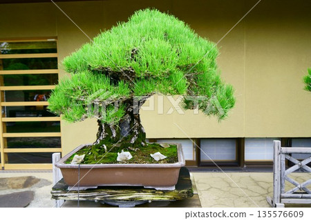 9646 Bonsai Black Pine "Zuihō" 135576609