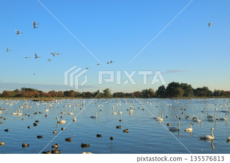 A view of Lake Hyoko that could be called a swan lake under a clear blue sky A view of Lake Hyoko that could be called a swan lake under a clear blue sky 135576813