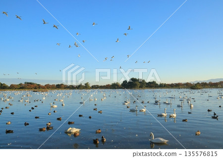 A flock of swans soaring in the clear blue sky over Lake Hyoko in autumn A flock of swans soaring in the clear blue sky over Lake Hyoko in autumn 135576815