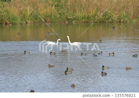 The swans at Lake Hyoko look as if they are talking 135576821