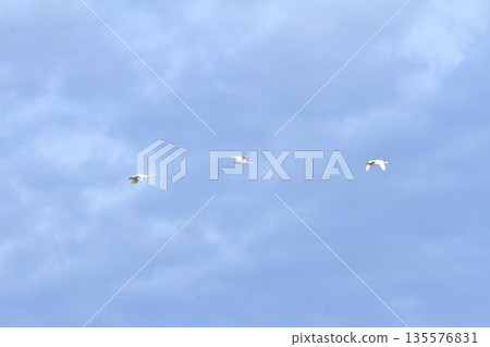 Swans flying over Lake Hyoko 135576831