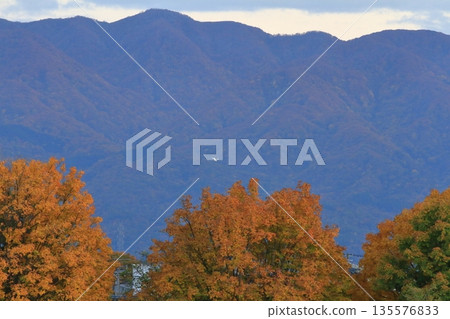 A white egret flying along the mountainside colored by autumn leaves 135576833