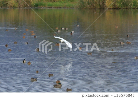 A white egret spreading its wings and flying over the surface of Lake Hyoko 135576845