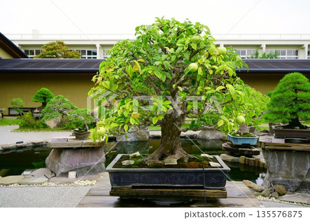 9647 Bonsai Quince BONSAI 135576875