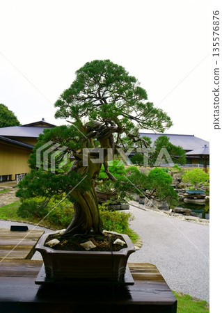9648 盆景 盆景 135576876