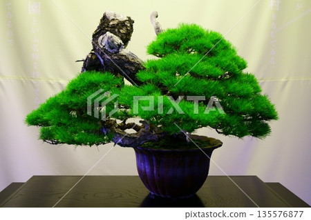 9649 赤松盆景盆景 135576877