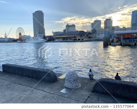 黃昏時分，一隻鴿子佇立在梅里肯碼頭。 135577064