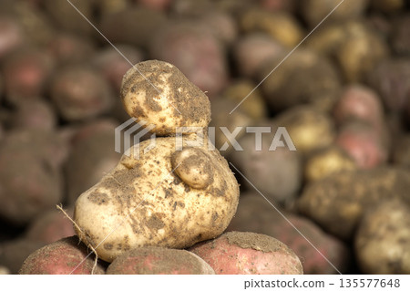 Close-up of freshly harvested potatoes on an organic farm Close-up of freshly harvested potatoes on an organic farm 135577648