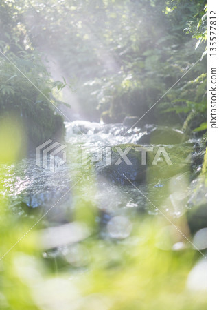 A scene of light shining on a clear stream in the forest - Oyamakiyazawa mountain stream A scene of light shining on a clear stream in the forest - Oyamakiyazawa mountain stream 135577812