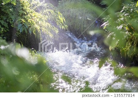 A scene of light shining on a clear stream in the forest - Oyamakiyazawa mountain stream A scene of light shining on a clear stream in the forest - Oyamakiyazawa mountain stream 135577814