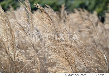 Early spring reeds [background material] 135577945
