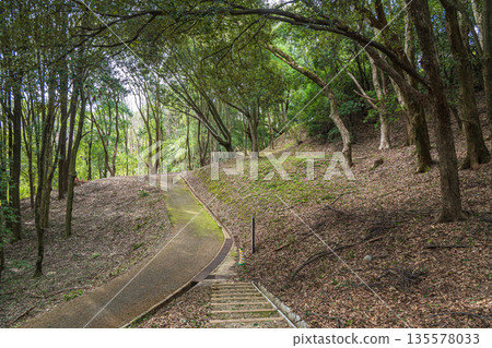 Forest scenery at the foot of Amakashi Hill, Amakashi Hill area of Asuka Historical Park, Asuka Village, Nara Prefecture 135578033