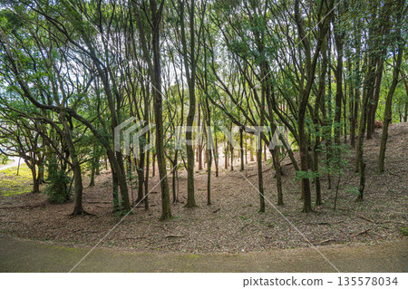 Forest scenery at the foot of Amakashi Hill, Amakashi Hill area of Asuka Historical Park, Asuka Village, Nara Prefecture Forest scenery at the foot of Amakashi Hill, Amakashi Hill area of Asuka Historical Park, Asuka Village, Nara Prefecture 135578034