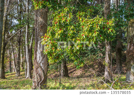 Forest scenery at the foot of Amakashi Hill, Amakashi Hill area of Asuka Historical Park, Asuka Village, Nara Prefecture 135578035