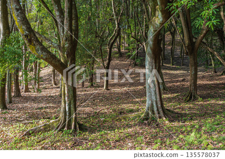 Forest scenery at the foot of Amakashi Hill, Amakashi Hill area of Asuka Historical Park, Asuka Village, Nara Prefecture 135578037
