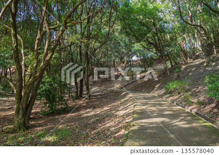 奈良縣飛鳥村飛鳥歷史公園天石丘陵地區天石丘陵山腳下的森林景色 135578040
