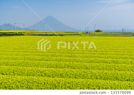 <鹿兒島縣> 南九州市廣闊的茶園景觀 <鹿兒島縣> 南九州市廣闊的茶園景觀 135578099