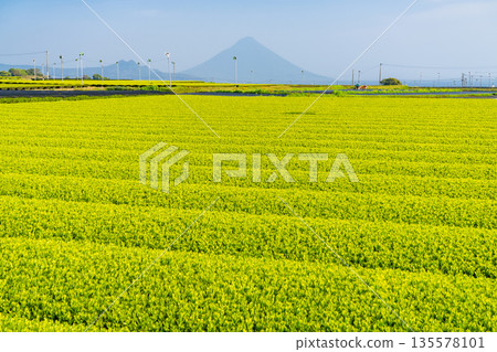 <Kagoshima Prefecture> Vast tea plantation landscape, Minamikyushu City 135578101