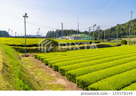 <鹿兒島縣> 南九州市廣闊的茶園景觀 <鹿兒島縣> 南九州市廣闊的茶園景觀 135578145