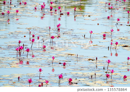 Vibrant pink lotus flowers and green lily pads floating on a calm blue pond surface. Beautiful natural water lily landscape in a serene wetland environment. Peaceful floral lake scenery. 135578864
